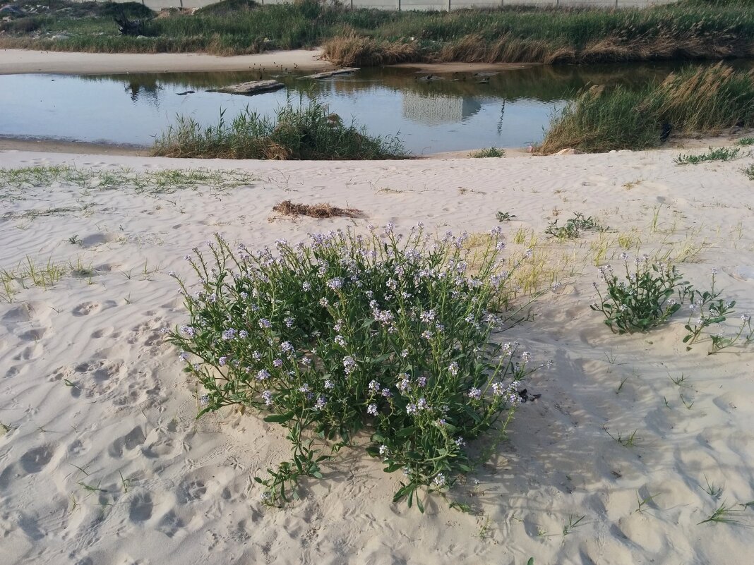 И на песке цветы растут. - Светлана Хращевская