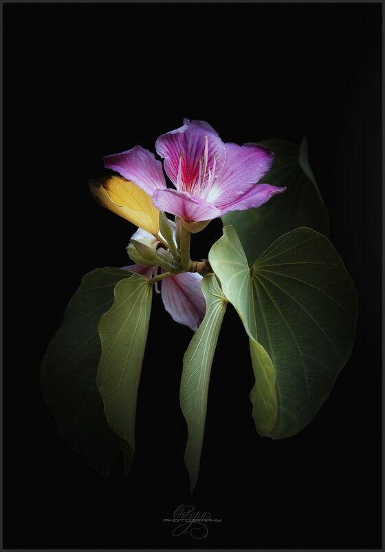 Bauhinia Variegata (Orchid Tree) - алексей афанасьев