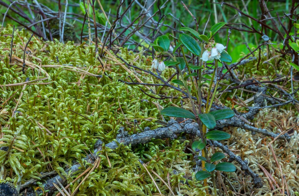 Краски лета. Цветущая брусника. - Алексей Трухин Краски лета. Цветущая брусника. - Алексей Трухин