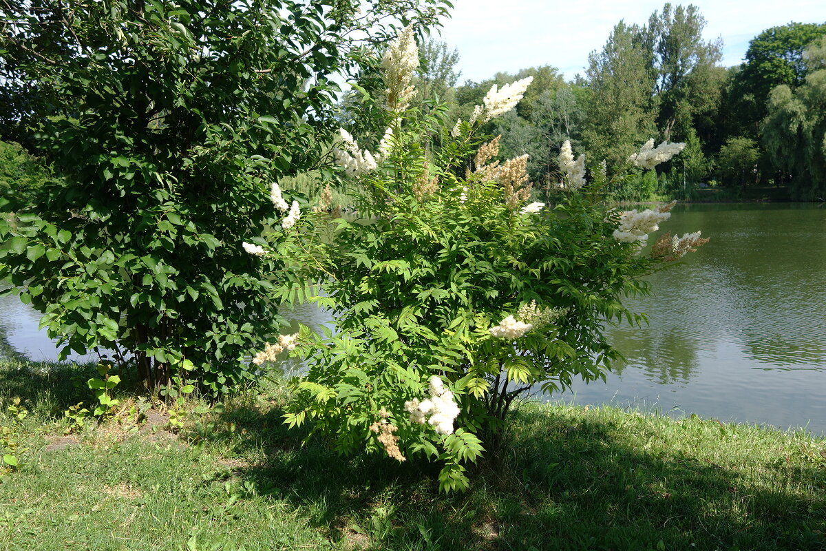 Парковые зарисовки - Маргарита Батырева