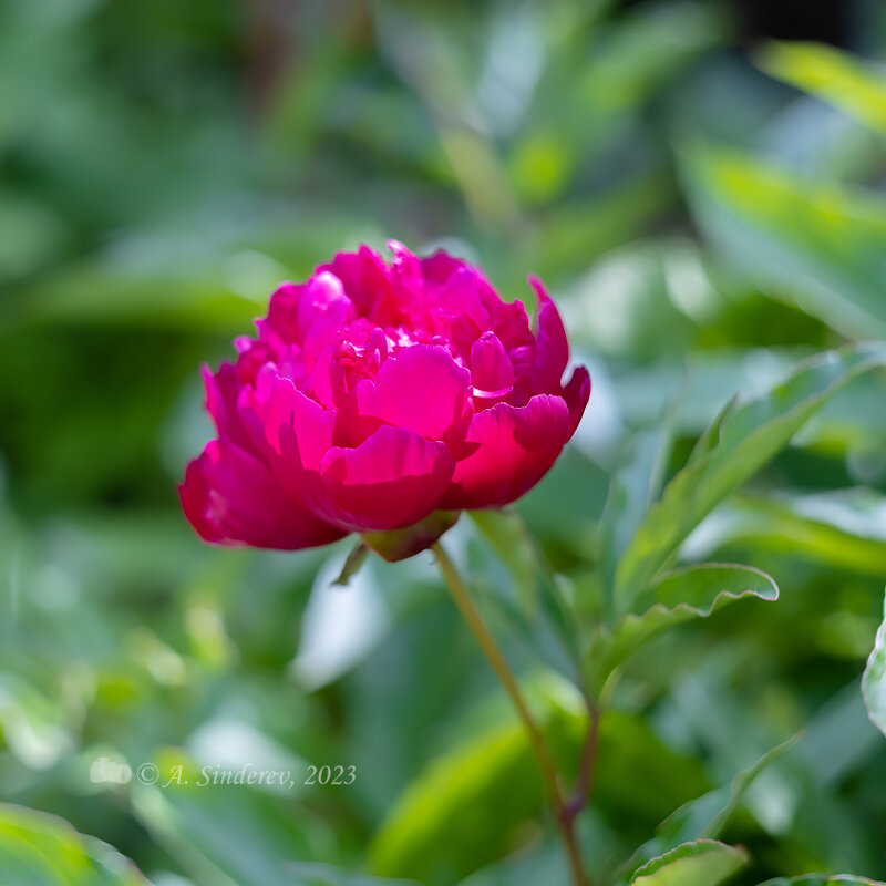 Пион - Александр Синдерёв
