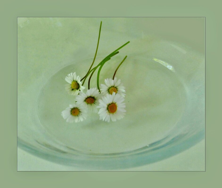 РОМАШКИ... - Elvira E. 