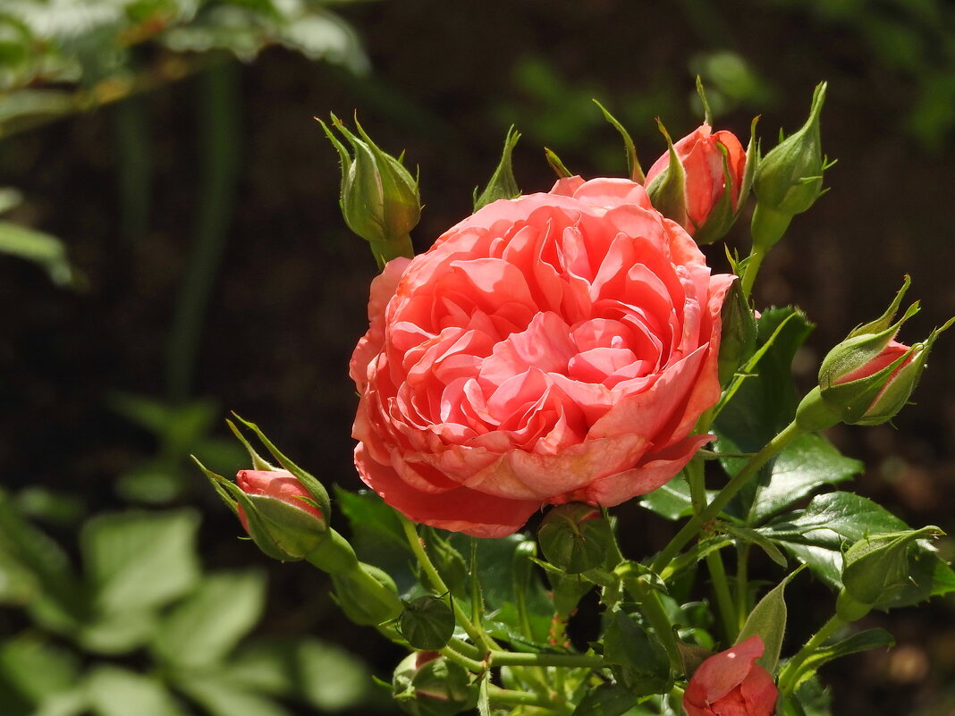 розы - ИННА ПОРОХОВА розы - ИННА ПОРОХОВА