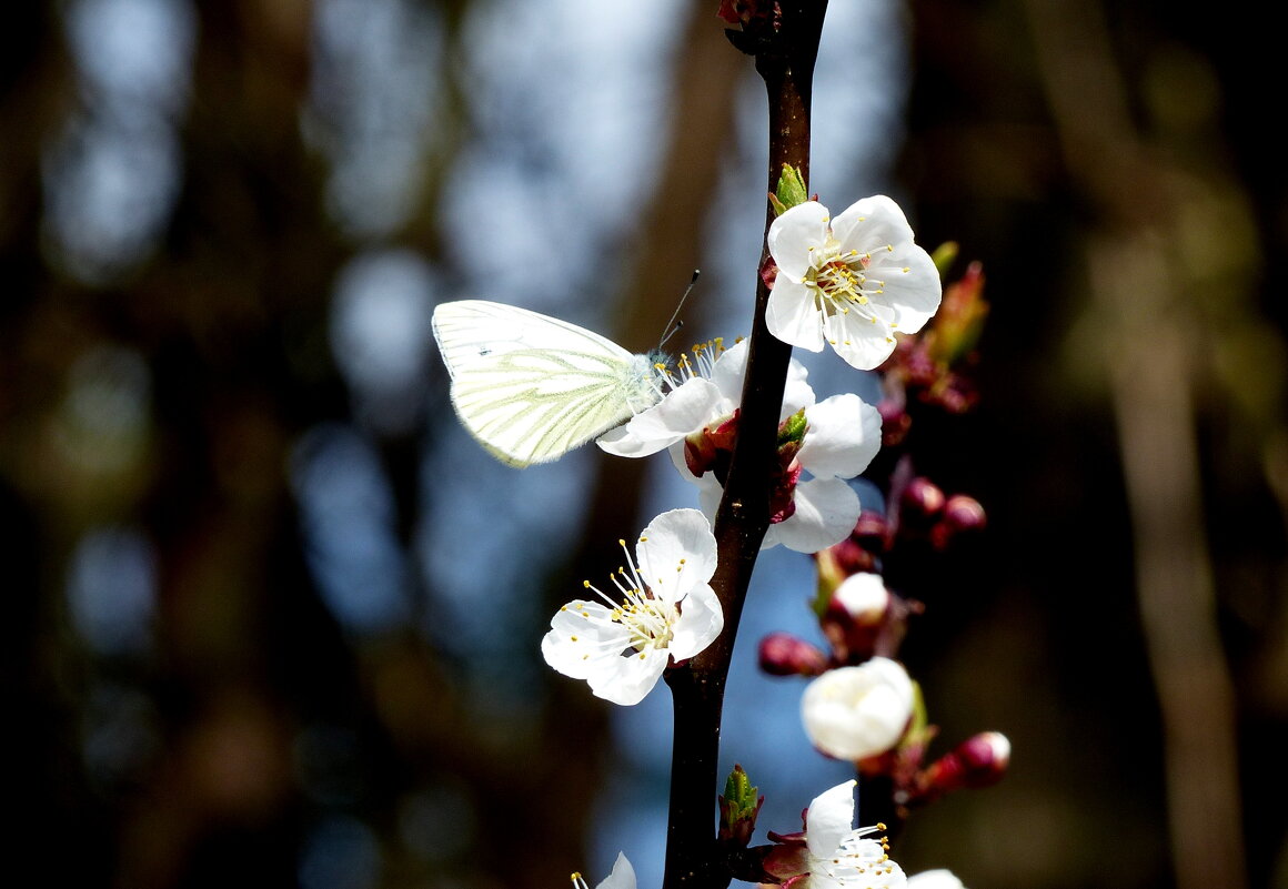 весенние бабочки 7 - Александр Прокудин весенние бабочки 7 - Александр Прокудин