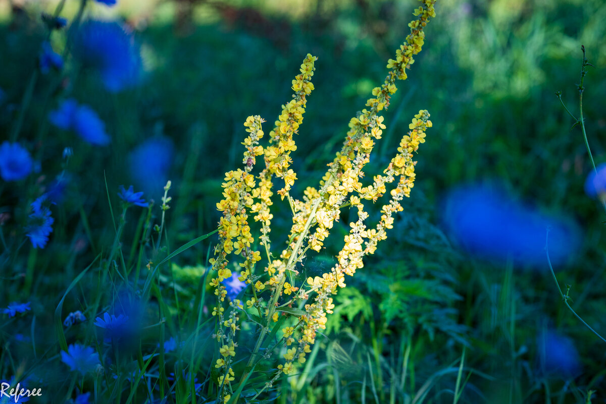 Лучик света... - Referee (Дмитрий)