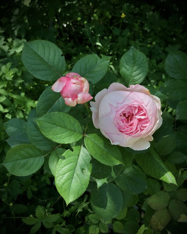 Аромат июля) - Любовь 