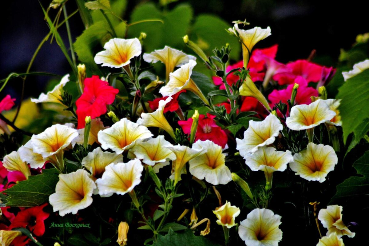 Петунии. - Восковых Анна Васильевна Петунии. - Восковых Анна Васильевна