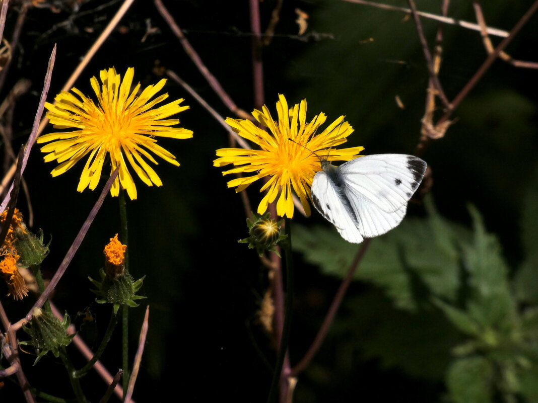 бабочки - Heinz Thorns