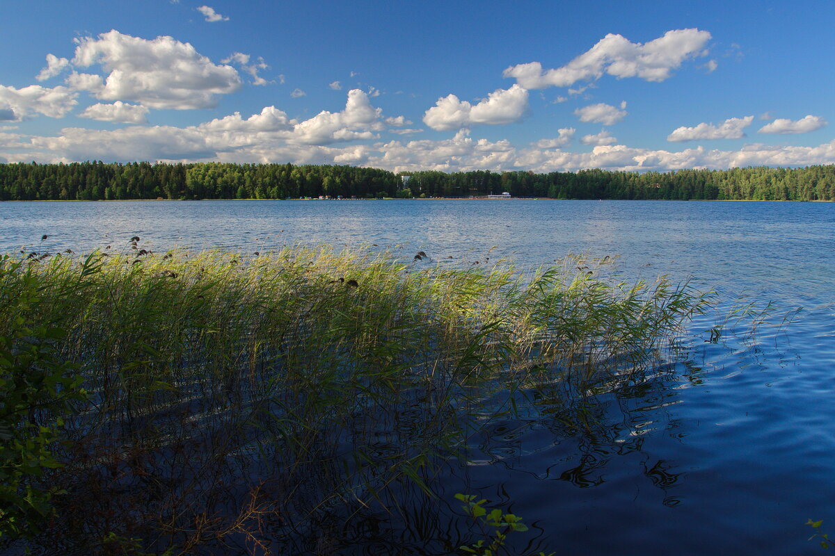 Пейзаж с камышом - M Marikfoto