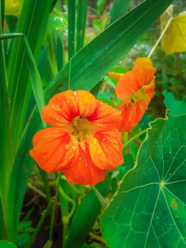 Настурция - Светлана Ляшко Настурция - Светлана Ляшко