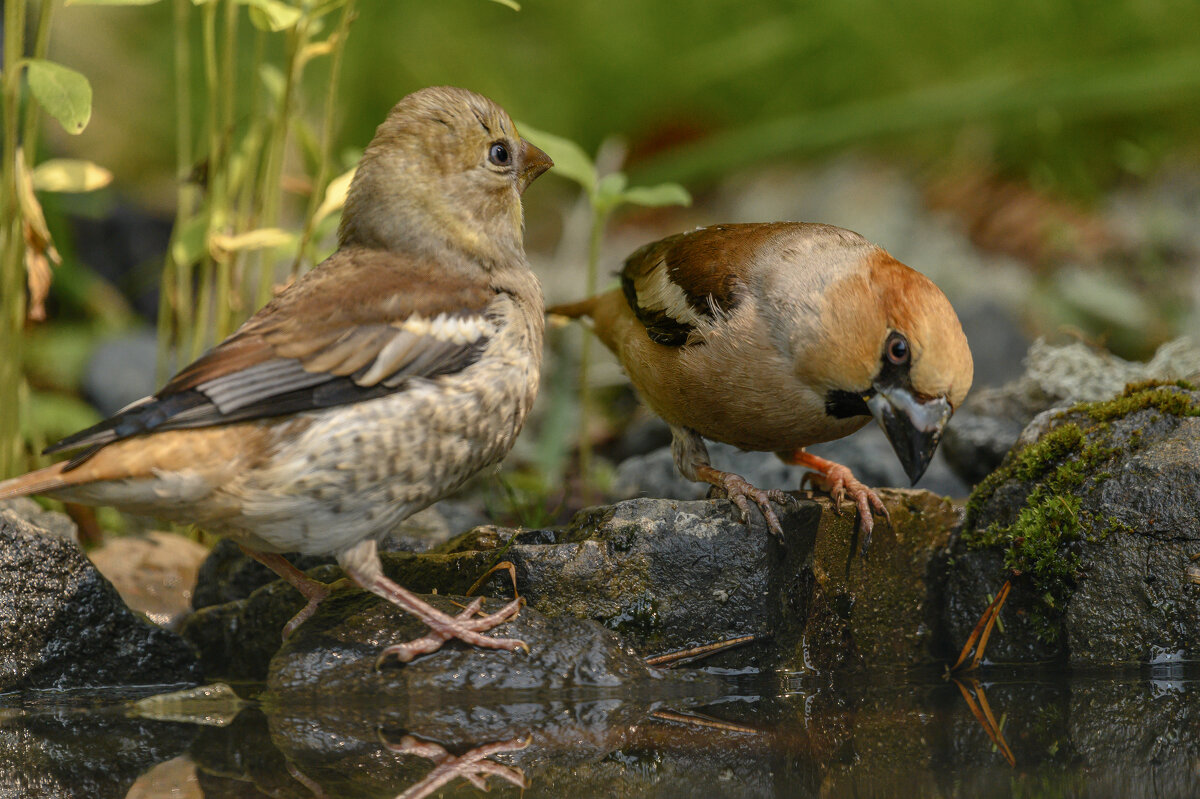 *** - Дмитрий *** - Дмитрий