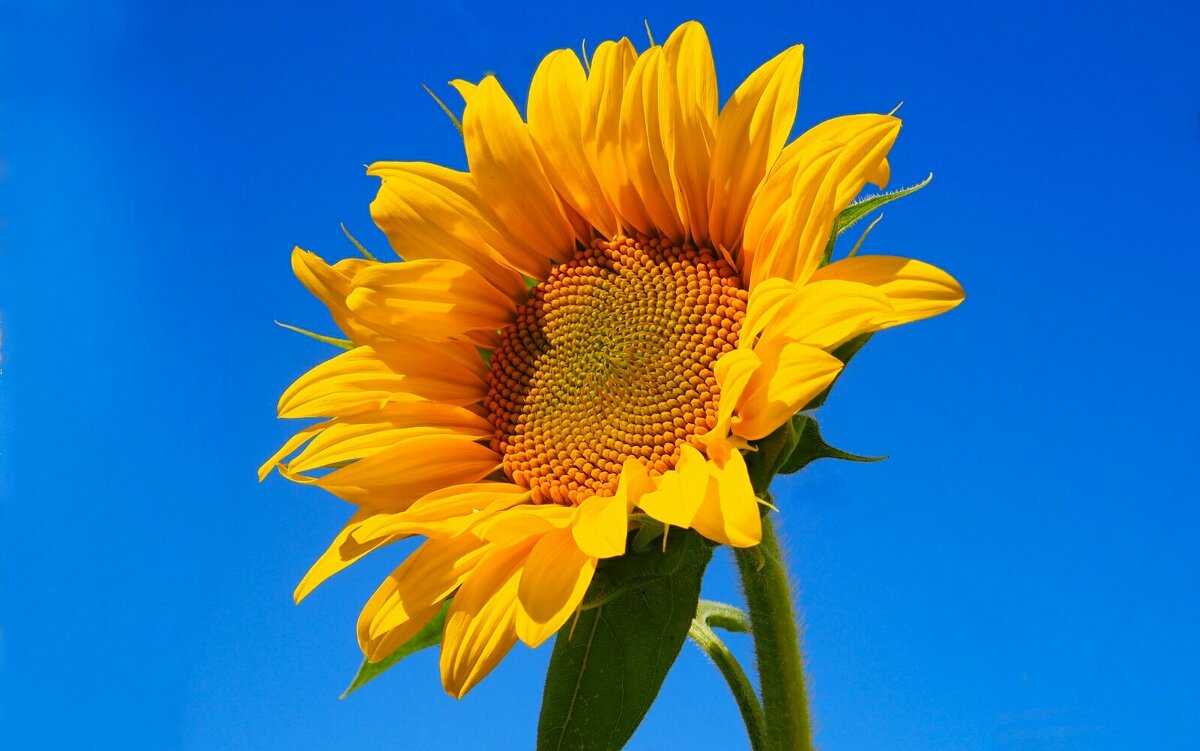 Солнышко. - Милешкин Владимир Алексеевич 