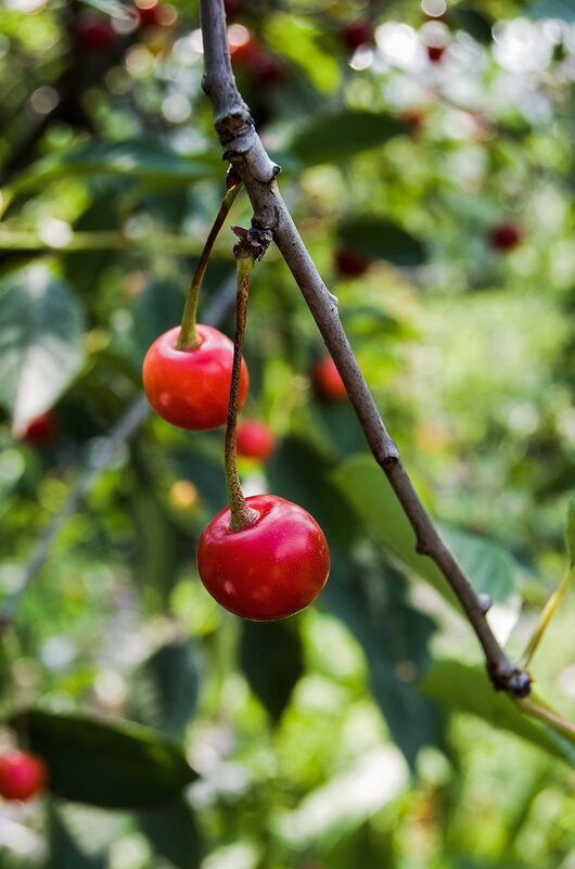 ягодки-вишенки - Александр 