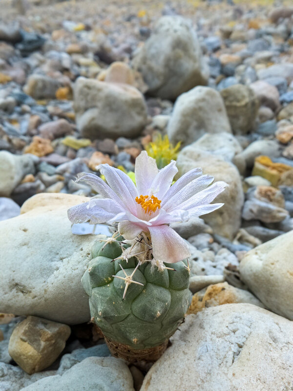 Турбиникарпус - Александр Деревяшкин Турбиникарпус - Александр Деревяшкин