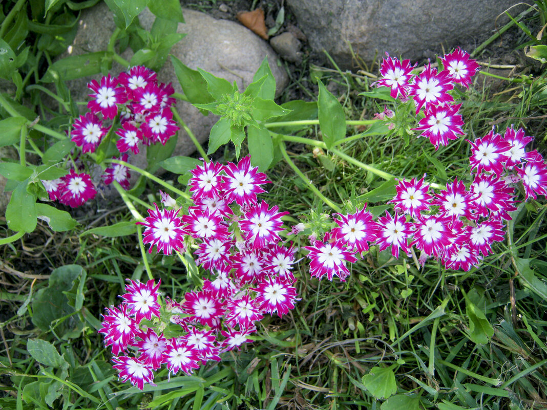 у Яниса - Ēriks 