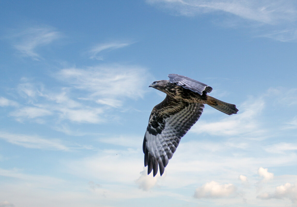 ***** - Alexander Andronik