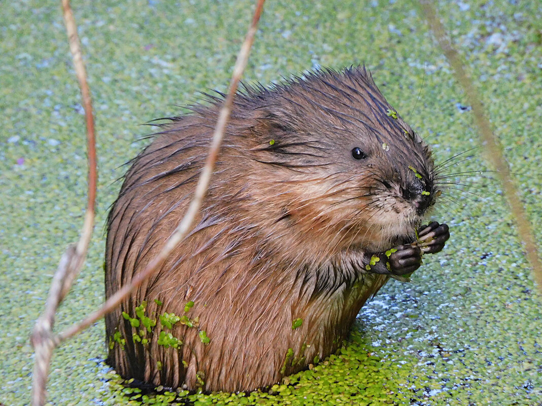 Молодая ондатра - Лина Молодая ондатра - Лина