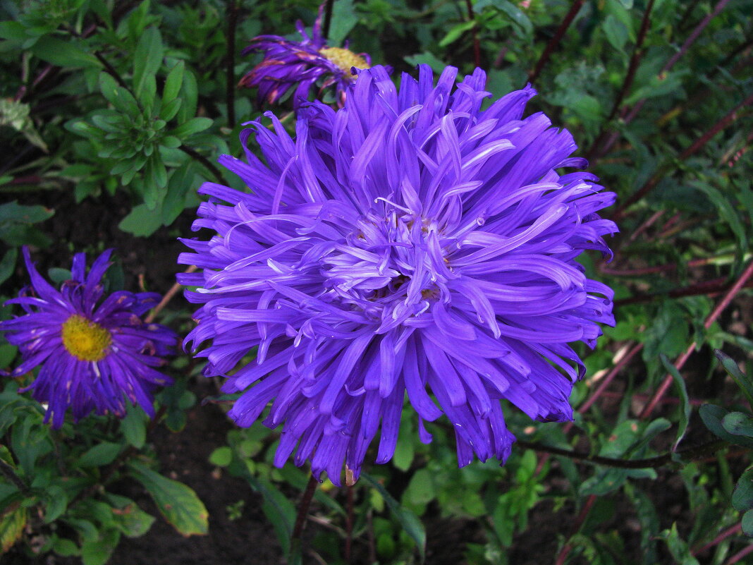 Красота - Людмила Смородинская