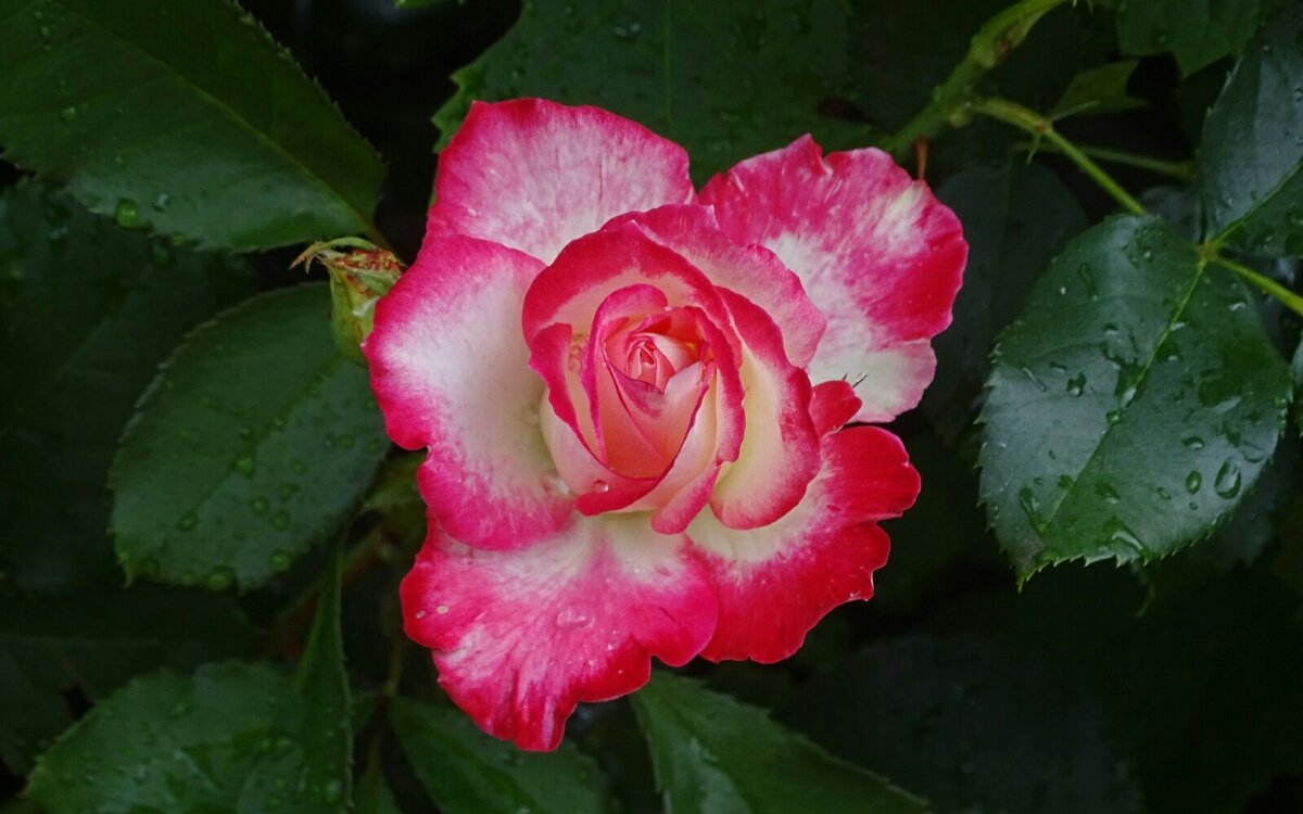 О розах. - Милешкин Владимир Алексеевич 