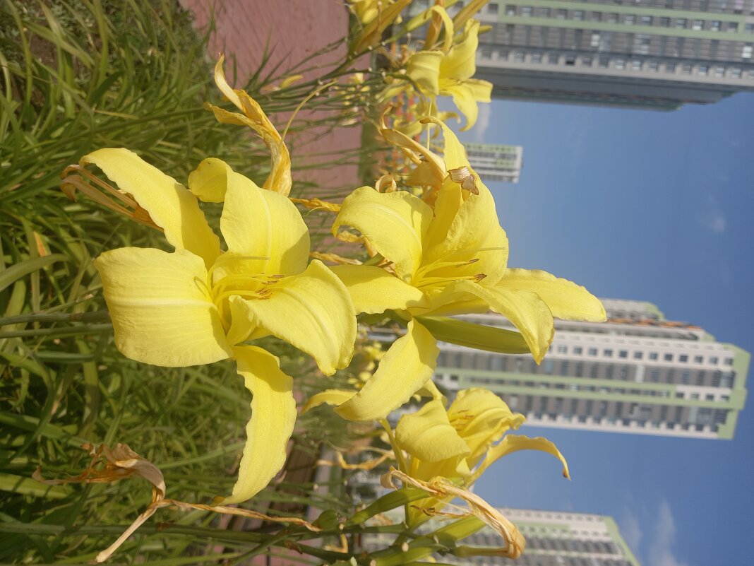 Лилейник - Сапсан 