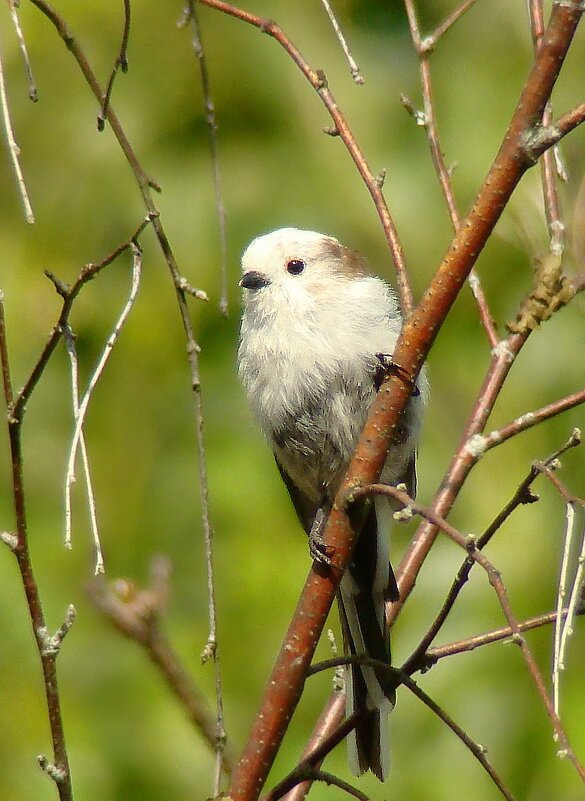 молодой ополовник - gawrilа - dan