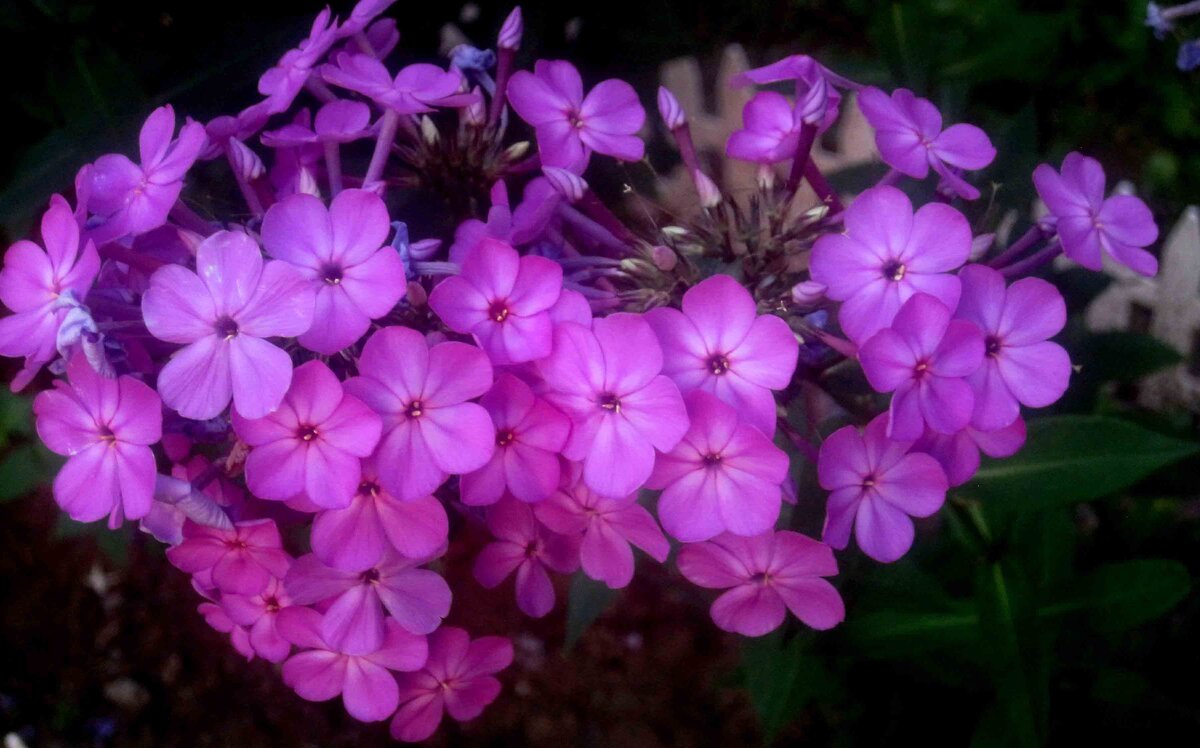 Флоксы - Елена Семигина Флоксы - Елена Семигина