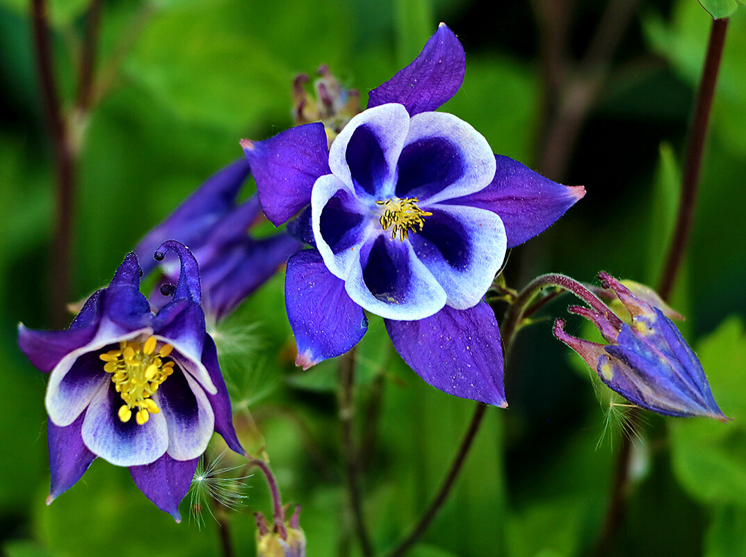 Майская аквилегия - Светлана 