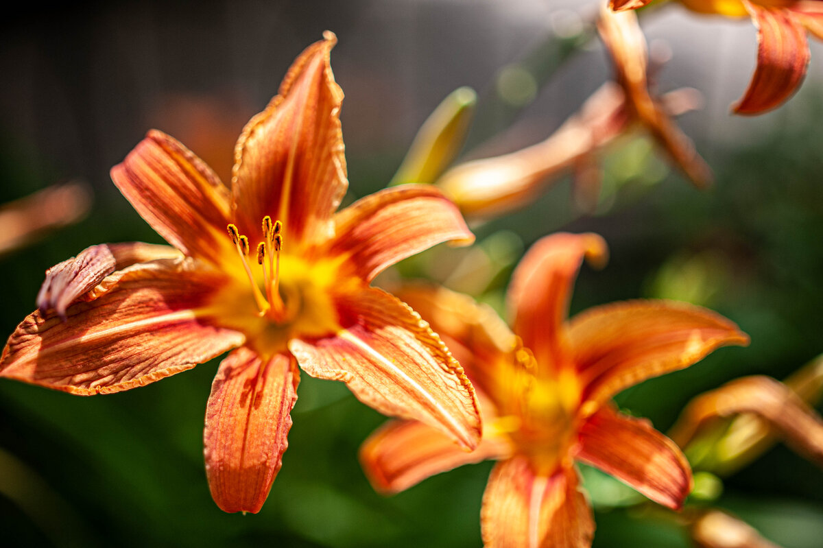 лилии - Александр Леонов