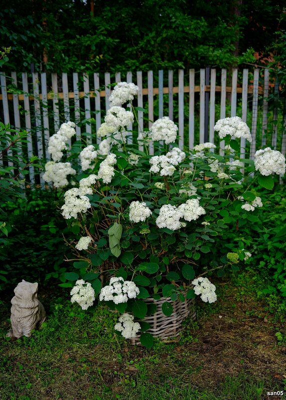 Куст - san05 -  Александр Савицкий