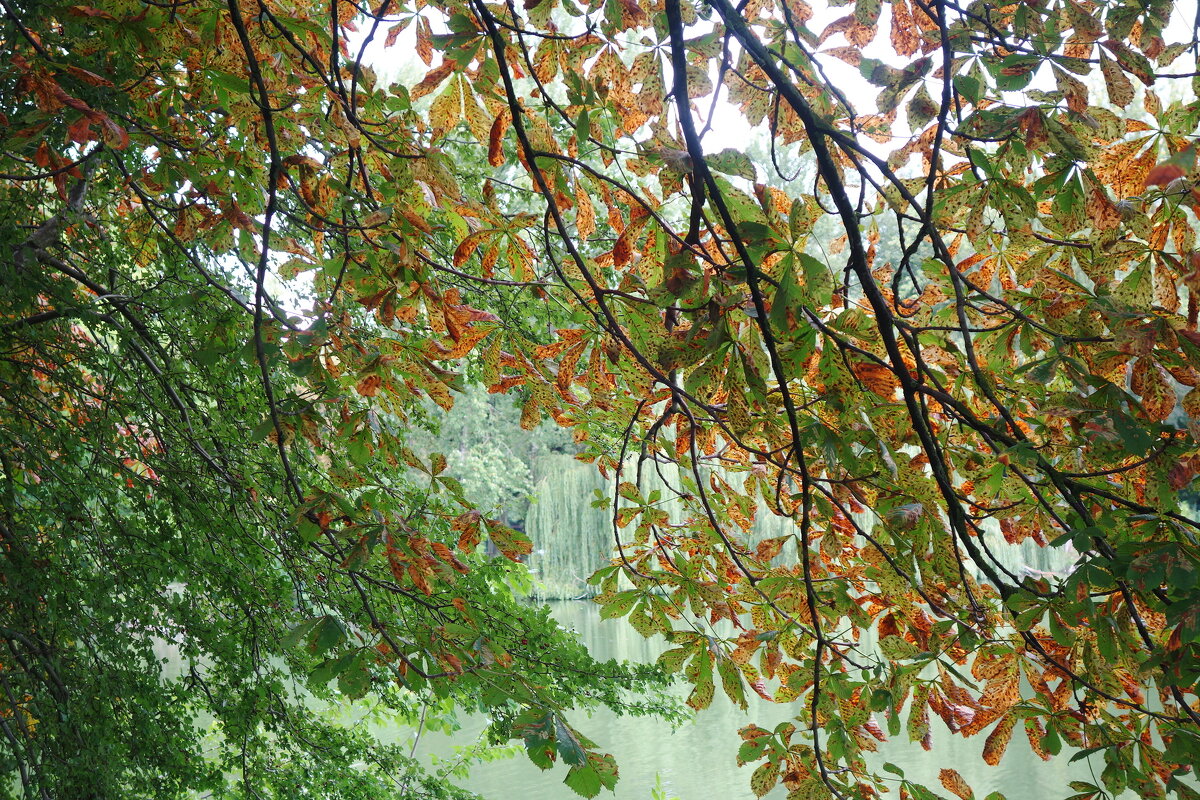 Скоро осень, за окнами конец августа... - Маргарита Батырева