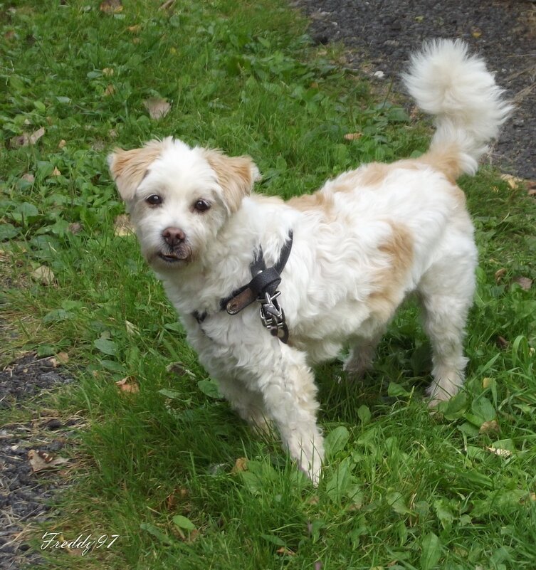 Клёпочка - Freddy 97 Клёпочка - Freddy 97