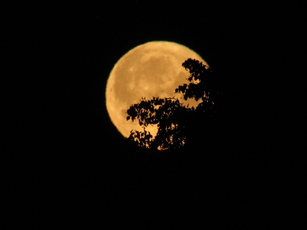 Луна сквозь ветки дерева. - Иван Обожин Луна сквозь ветки дерева. - Иван Обожин