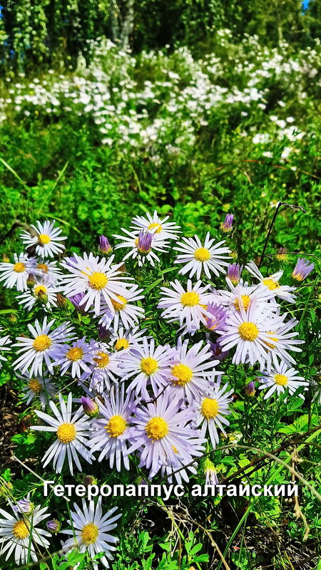 ГЕТЕРОПАППУС АЛТАЙСКИЙ - михаил Архангел ГЕТЕРОПАППУС АЛТАЙСКИЙ - михаил Архангел