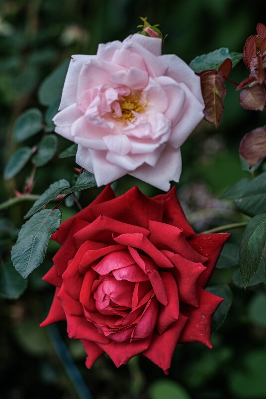 Цветы на даче - Dmitry i Mary S Цветы на даче - Dmitry i Mary S