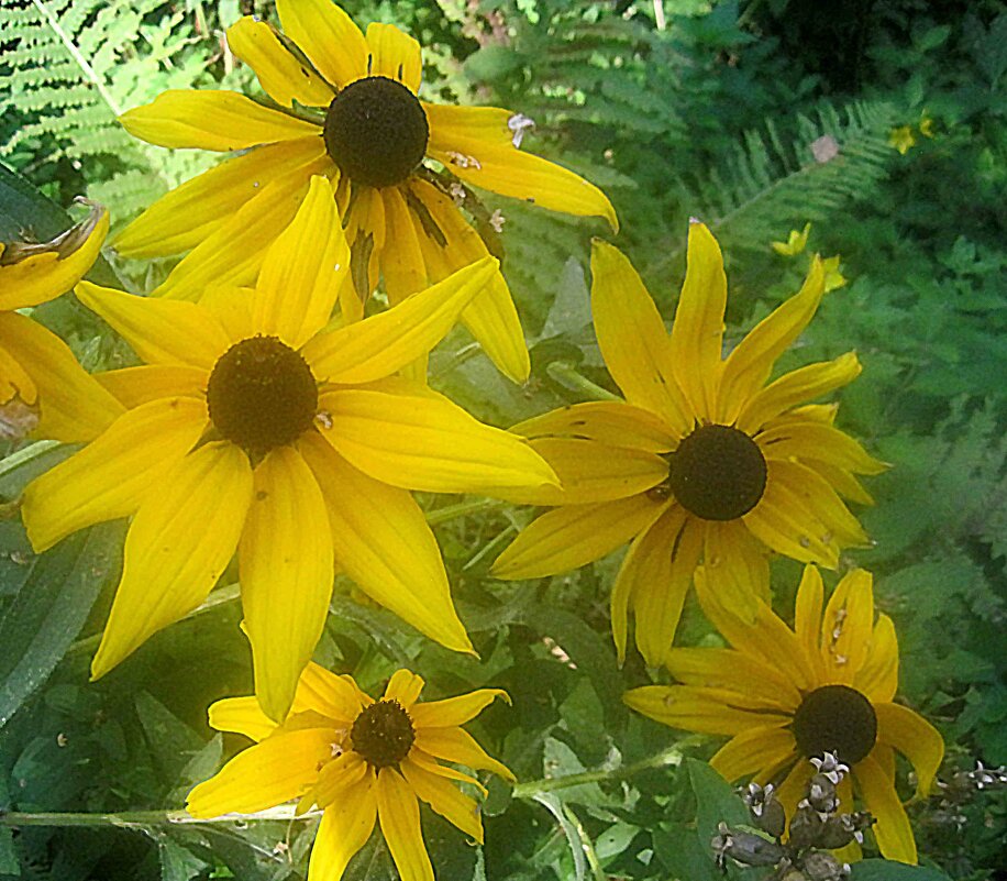 Осенние солнышки - Елена Семигина Осенние солнышки - Елена Семигина