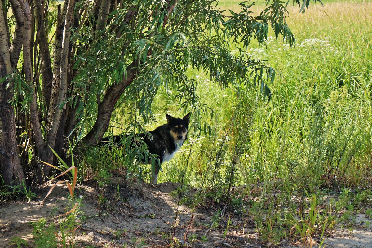 Таежный бродячий пес! - Владимир 