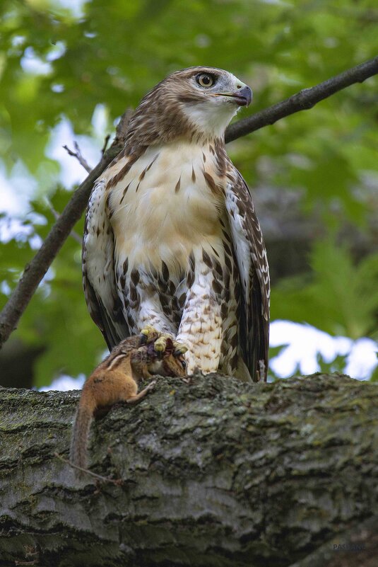 Red-tailed Hawk - Al Pashang 