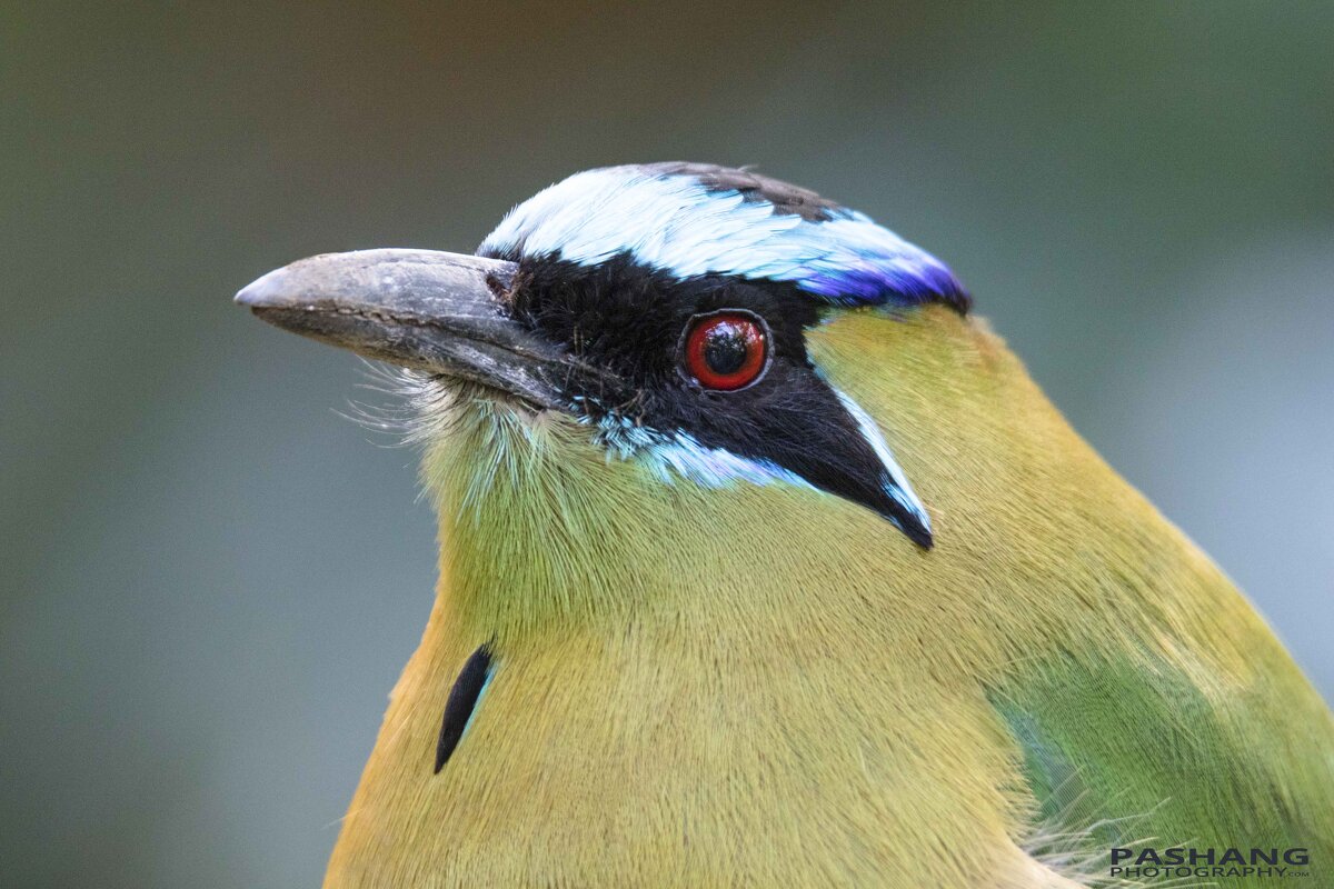 Bee-eater - Al Pashang 