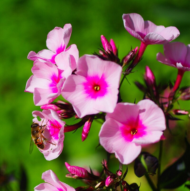 Журчалка на флоксе... - Юрий Куликов