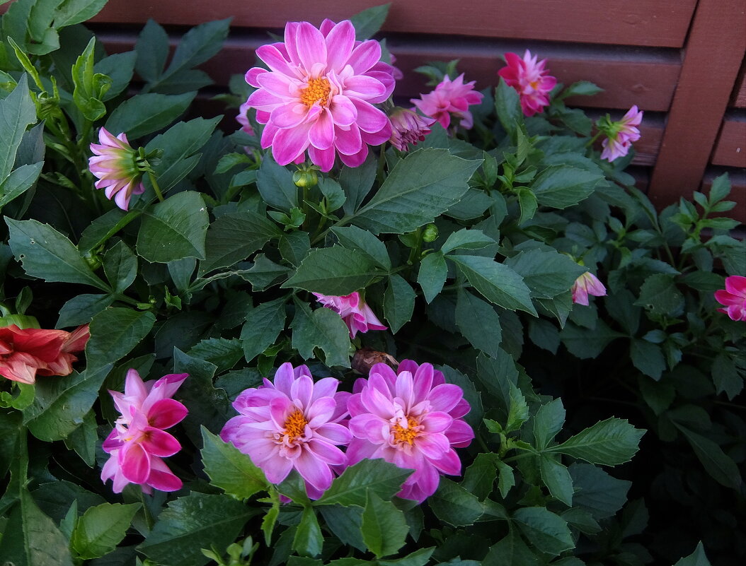 Нежность осенних георгин. - Люба 