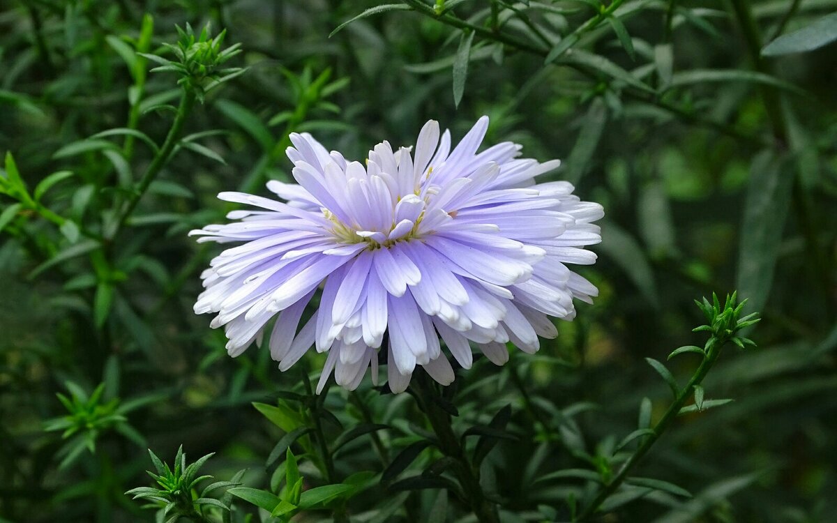 Осенние цветы на городских клумбах. - Милешкин Владимир Алексеевич Осенние цветы на городских клумбах. - Милешкин Владимир Алексеевич