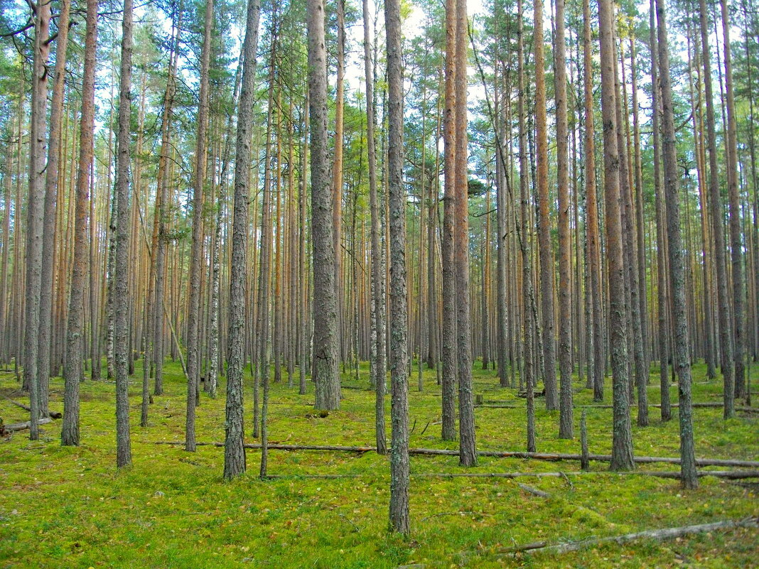 В сосновом бору. - Лия ☼ В сосновом бору. - Лия ☼