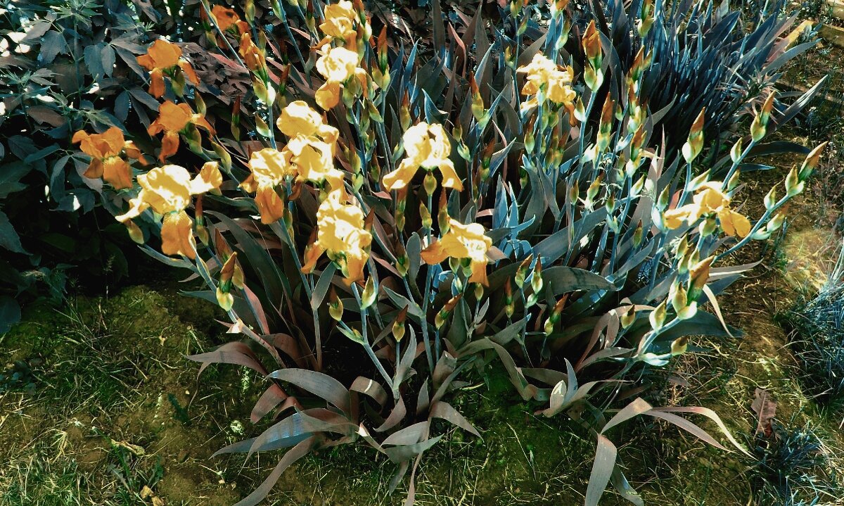Влияние на цвет. - Юрий ГУКОВЪ