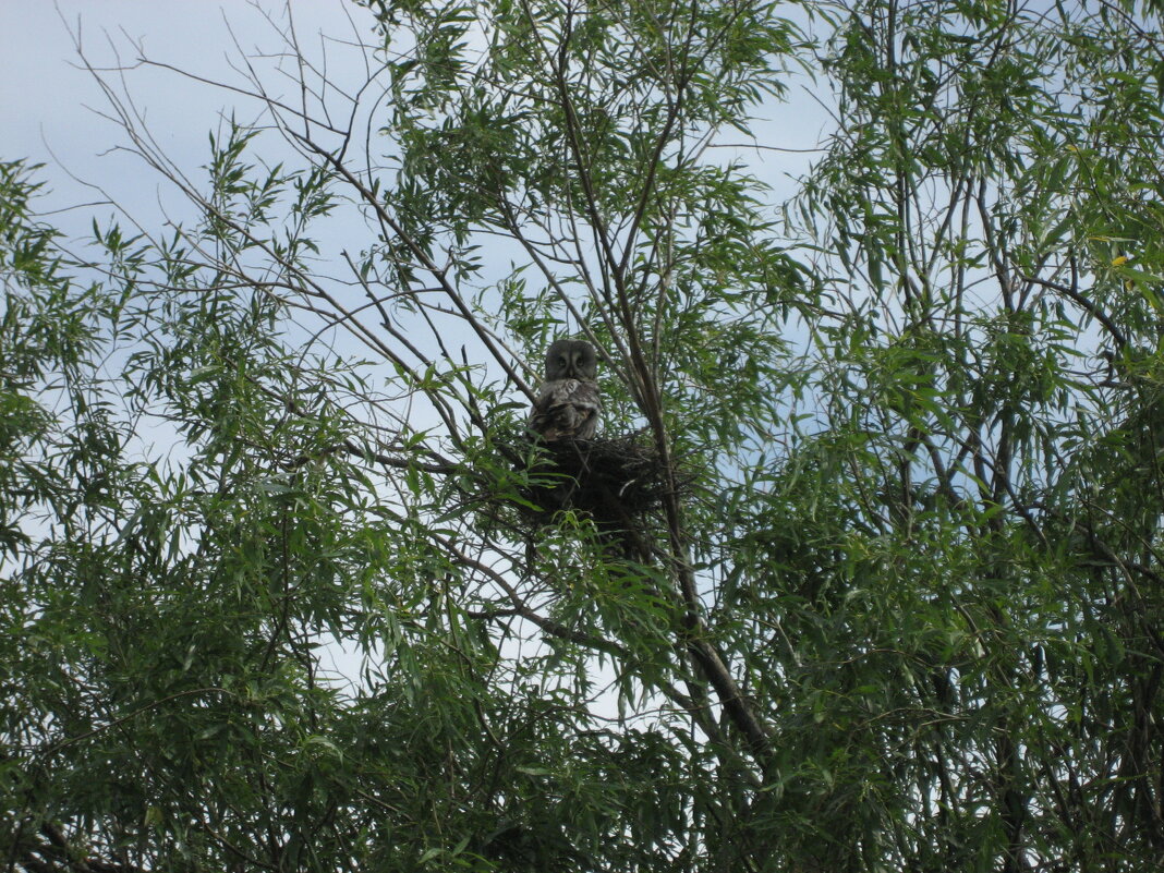 Бородатая неясыть - Anna Ivanova