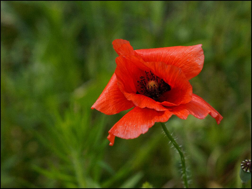 _DSC1956 - Дмитрий Рыжков