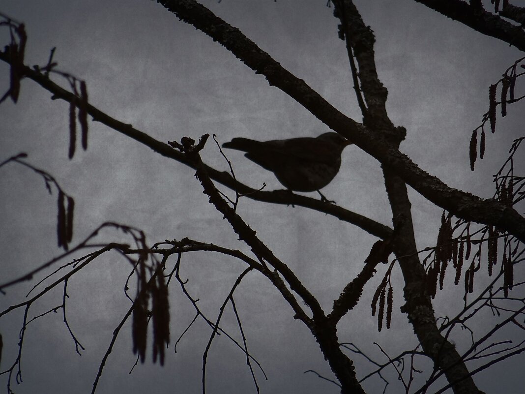Сумрак в дымке скрыл небеса - Денис Бочкарёв