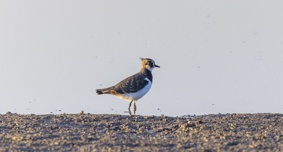 чибис - юрий макаров