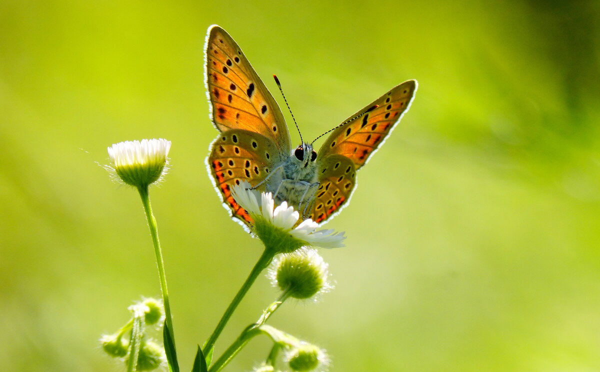 и снова бабочки 160 - Александр Прокудин