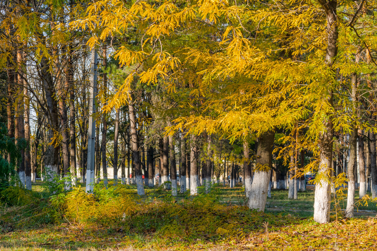 Осень в моем городе - Игорь Сикорский