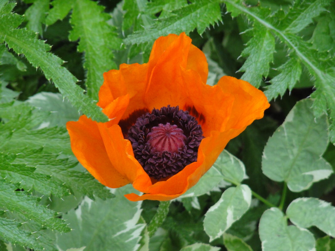 Алый мак - марина ковшова Алый мак - марина ковшова